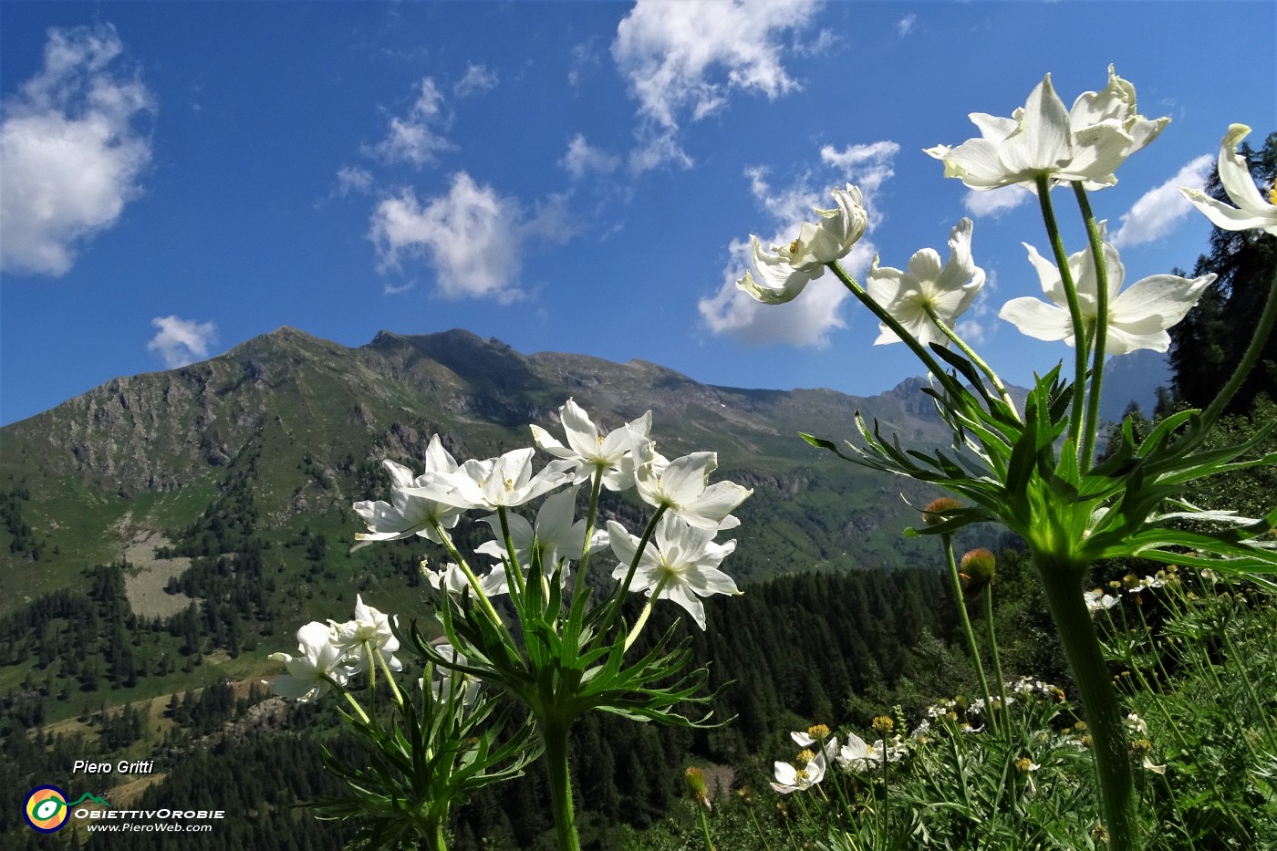 36 Anemoni narcissini.JPG